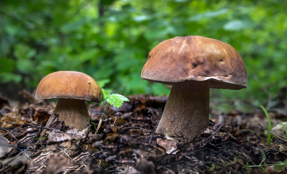 Mushrooms under a tree
A horizontal frame. Two young strong mushrooms grow on forest soil. A fresh green background behind