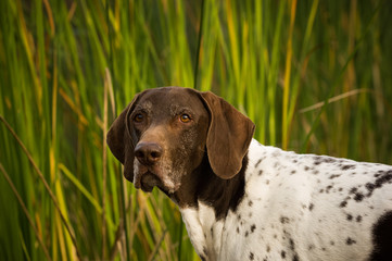 German Shorthair Pointer portrait outdoors by tall reeds