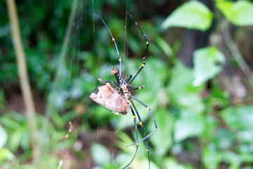 Spider catches butterflies as food.