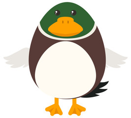 Duck with round body