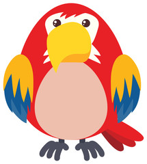 Red parrot on white background
