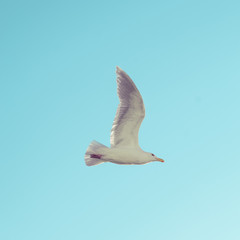 A Western Gull, (Larus Occidentalis) in flight.