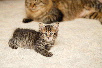 Fototapeta premium Kitten and mom cat