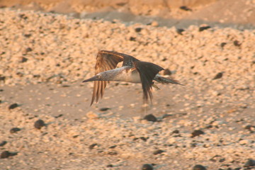 Blue footed boobies flying around Isla Isabel coast close to Mexican Pacific coast