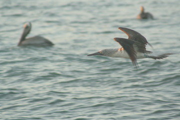 Blue footed boobies flying around Isla Isabel coast close to Mexican Pacific coast
