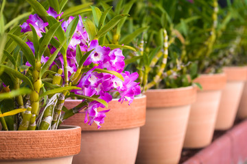 Purple orchid or phalaenopsis in botanical garden