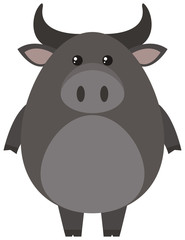 Gray buffalo on white background