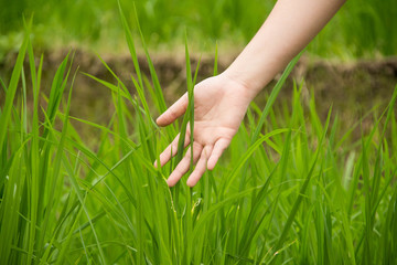farmer hand holding rice field.