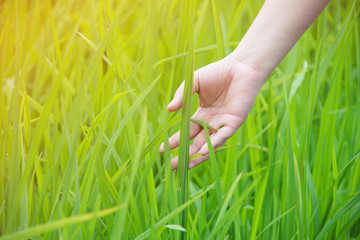 farmer hand holding rice field.