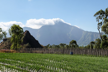 Volcan et riziere à Bali
