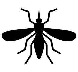 mosquito on white background