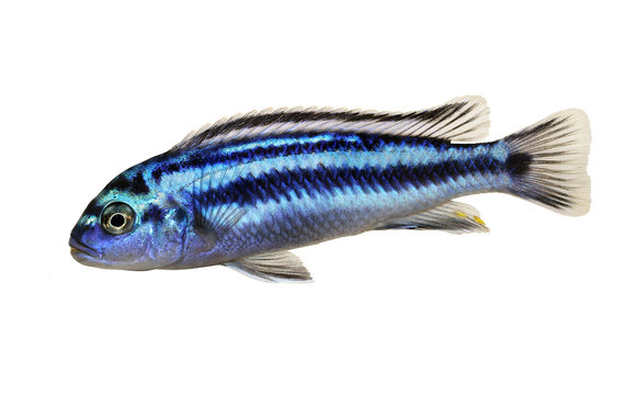 Metallic bluegray mbuna malawi cichlid Melanochromis johannii aquarium fish johanni 
