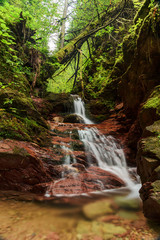 Der Wasserfall und der alte Baum