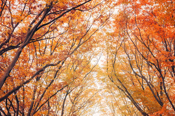 秋色の木々