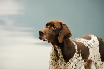 German Shorthair Pointer dog outdoor portrait against water