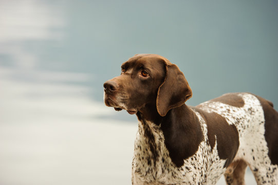 German Shorthair Pointer dog outdoor portrait against water