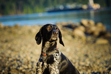 German Shorthair Pointer dog outdoor portrait at ocean beach