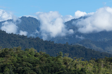 cloudforest in the Tena area of Ecuador