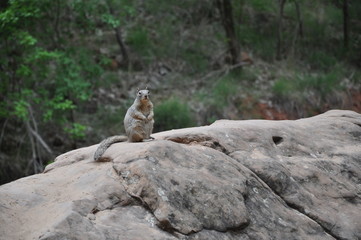 Little squirrel