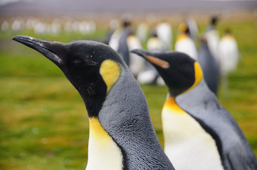 Fototapeta premium King Penguins on Salisbury plains