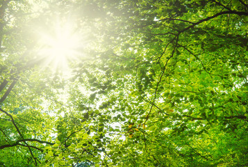 Obraz premium helles Sonnenlicht scheint durch die frischen Blätter eines Baumes