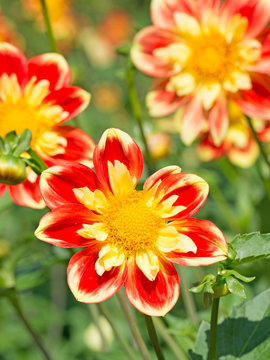 Dahlien, Dahlias