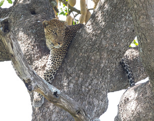 Fototapeta na wymiar Whose there? Leopard on the watch from a tree