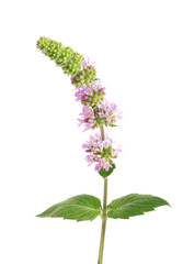 fresh peppermint herb with flowers isolated on white background