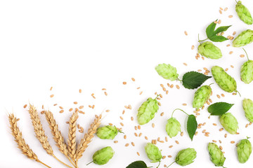 hop cones with ears of wheat isolated on white background close-up. Top view