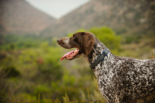German Shorthaired Pointer dog portrait in the countryside