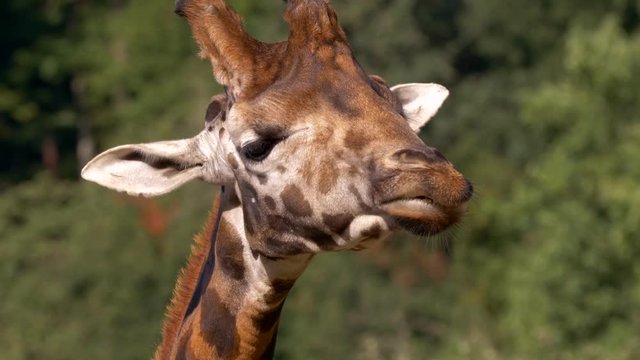 Giraffe chewing food