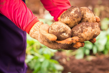 potatoes in hands harvested on the farm