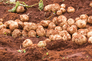 pile of potato harvested on the farm