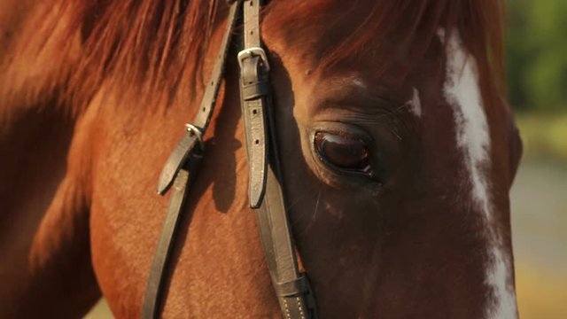 Close-up of the horse and her eyes in nature, slow motion. Horse face and eyes close-up in autumn background.