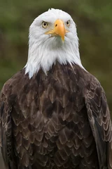 Foto op Plexiglas american bald eagle closeup © Barna Tanko