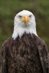 american bald eagle closeup