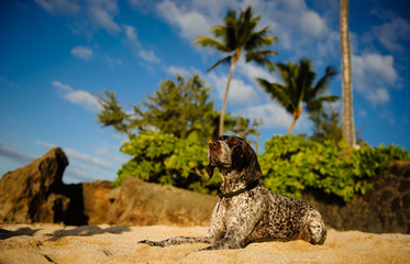 German Shorthaired Pointer dog lying on tropical beach