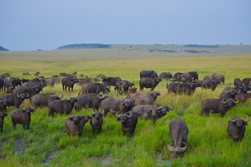 アフリカの水牛