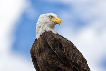 american bald eagle closeup with sky in the background