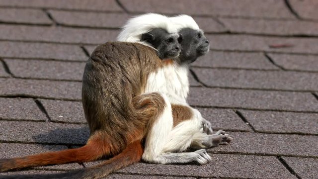 Cotton-top tamarin (Saguinus oedipus) on roof