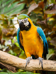 Blue-and-Gold Macaw  (Ara ararauna)