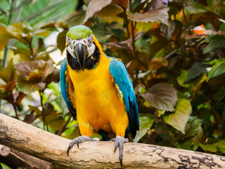 Blue-and-Gold Macaw  (Ara ararauna)
