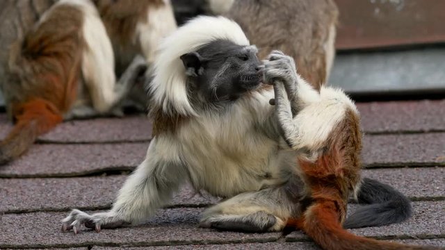 Cotton-top tamarin (Saguinus oedipus) on roof