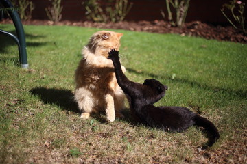 Obraz premium cats outdoors