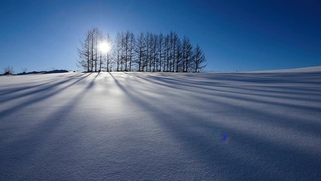 雪原と林の影