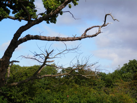 Dead branch on oak tree