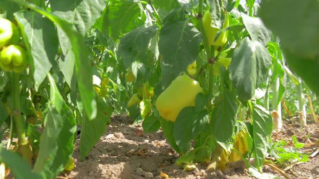 going through yellow peppers plants with sun shining through green leafes making sun lens flares in slow-motion hd