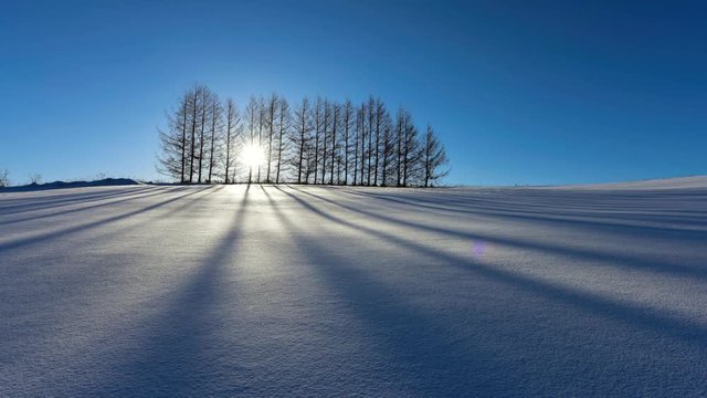 雪原と林の影