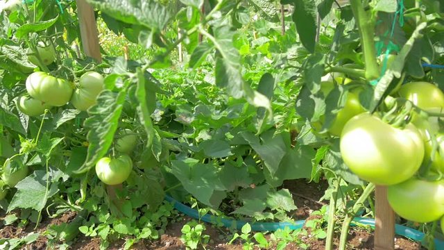 going beside unripe green tomatos on beautifull suny day in slow-motion hd