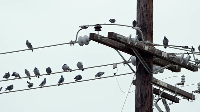 Wide shot of Stoic pigeons hanging out on a city power line